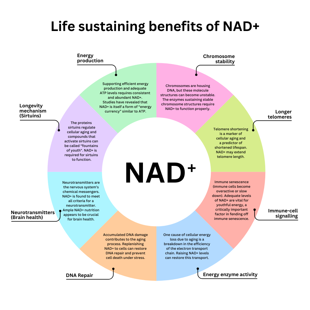 Life Extension Europe: The life-sustaining benefits of NAD+ circle model